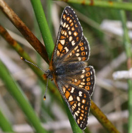 Hedepletvinge  Euphydryas aurinia. Rbjerg mose, Nordjylland. d. 8 Juni 2006. Fotograf: Lars Andersen