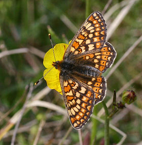 Hedepletvinge  Euphydryas aurinia. Rbjerg mose, Nordjylland. d. 8 Juni 2006. Fotograf: Lars Andersen