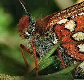 Hedepletvinge  Euphydryas aurinia. Rbjerg mose, Nordjylland. d. 9 Juni 2006. Fotograf: Lars Andersen