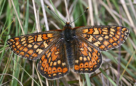 Hedepletvinge  Euphydryas aurinia. Rbjerg mose, Nordjylland. d. 9 Juni 2006. Fotograf: Lars Andersen