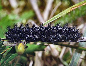 Hedepletvinge  Euphydryas aurinia. Larve i sidste stadie. Rbjerg mose, Nordjylland. d. 9 Juni 2006. Fotograf: Lars Andersen