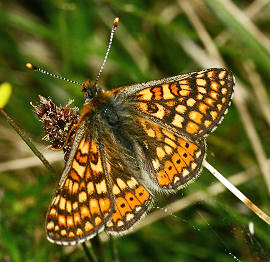 Hedepletvinge  Euphydryas aurinia. Rbjerg mose, Nordjylland. d. 9 Juni 2006. Fotograf: Lars Andersen