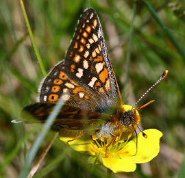 Hedepletvinge  Euphydryas aurinia. Rbjerg mose, Nordjylland. d. 9 Juni 2006. Fotograf: Lars Andersen