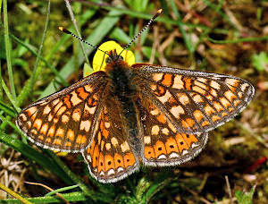 Hedepletvinge  Euphydryas aurinia. Rbjerg mose, Nordjylland. d. 9 Juni 2006. Fotograf: Lars Andersen