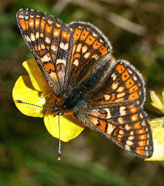 Hedepletvinge  Euphydryas aurinia. Rbjerg mose, Nordjylland. d. 9 Juni 2006. Fotograf: Lars Andersen