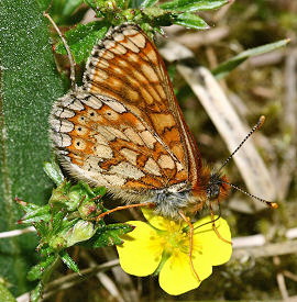 Hedepletvinge  Euphydryas aurinia. Rbjerg mose, Nordjylland. d. 9 Juni 2006. Fotograf: Lars Andersen