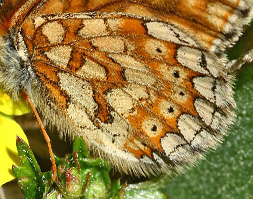 Hedepletvinge Euphydryas aurinia. Råbjerg mose, Nordjylland. d. 9 Juni 2006. Fotograf: Lars Andersen