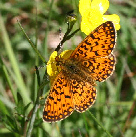 Brunlig perlemorsommerfugl, Clossiana selene. Tolshave mose, Nordjylland d. 9 juni 2006. Fotograf: Lars Andersen