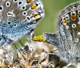 Almindelig blåfugl Polyommatus icarus parring, Lynge grusgrav d. 12 juni 2006. Fotograf: Lars Andersen