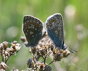 Almindelig blåfugl Polyommatus icarus parring, Lynge grusgrav d. 12 juni 2006. Fotograf: Lars Andersen