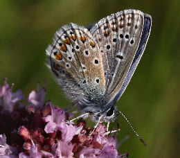 Almindelig blåfugl Polyommatus icarus han, Stevns d. 20 juli 2006. Fotograf: Lars Andersen