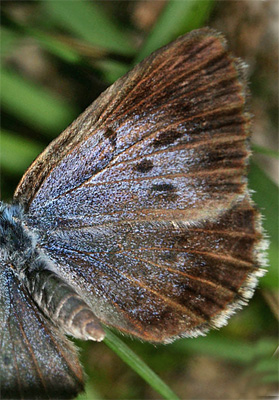 Ensianblåfugl, Maculinea alcon, Fanø klitplantage d. 12 juli - 2006. Fotograf: Lars Andersen