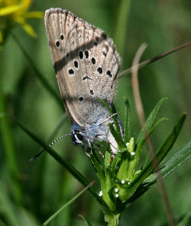 Ensianblfugl, Maculinea alcon, Fan klitplantage d. 12 juli - 2006. Fotograf: Lars Andersen