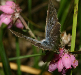 Ensianblfugl, Maculinea alcon, Fan klitplantage d. 12 juli - 2006. Fotograf: Lars Andersen