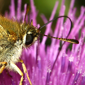 Skråstregbredpande, Thymelicus sylvestris. Sønderho, Fanø d. 12 juli 2006. Fotograf: Lars Andersen