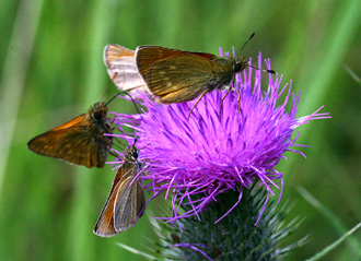 Stregbredpande, Thymelicus lineola sammen med 2 stk. Stor bredpande, Ochlodes sylvanus. Pinseskoven, Amager d. 21 juli 2006. Fotograf: Lars Andersen