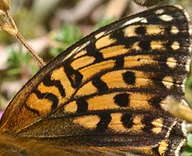 Klitperlemorsommerfugl, Argynnis niobe hun (mrk form). Fan klitplantage, Fan.  12 juli 2006. Fotograf: Lars Andersen