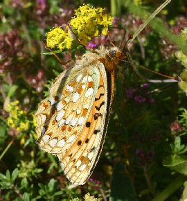 Klitperlemorsommerfugl, Argynnis niobe hun. Fan klitplantage, Fan.  12 juli 2006. Fotograf: Lars Andersen