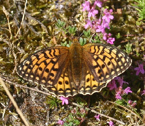 Klitperlemorsommerfugl, Argynnis niobe hun. Fan klitplantage, Fan.  12 juli 2006. Fotograf: Lars Andersen