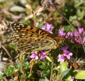 Klitperlemorsommerfugl, Argynnis niobe hun. Fan klitplantage, Fan.  12 juli 2006. Fotograf: Lars Andersen