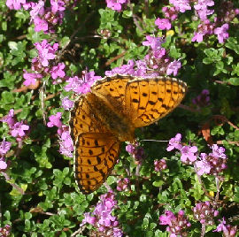 Klitperlemorsommerfugl, Argynnis niobe han. Fan klitplantage, Fan.  12 juli 2006. Fotograf: Lars Andersen