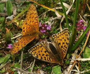 Klitperlemorsommerfugl, Argynnis niobe han & hun. Fan klitplantage, Fan.  12 juli 2006. Fotograf: Lars Andersen