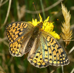 Klitperlemorsommerfugl, Argynnis niobe hun. Fan klitplantage, Fan.  12 juli 2006. Fotograf: Lars Andersen