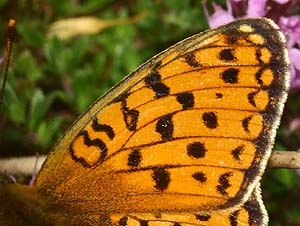 Klitperlemorsommerfugl, Argynnis niobe han. Fanø klitplantage, Fanø. 12 juli 2006. Fotograf: Lars Andersen