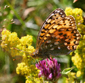 Markperlemorsommerfugl,  Argynnis aglaja, Syvhje, Melby d. 15 juli 2006. Fotograf: Lars Andersen