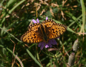 Markperlemorsommerfugl,  Argynnis aglaja ?. Syvhje, Melby d. 15 juli 2006. Fotograf: Lars Andersen