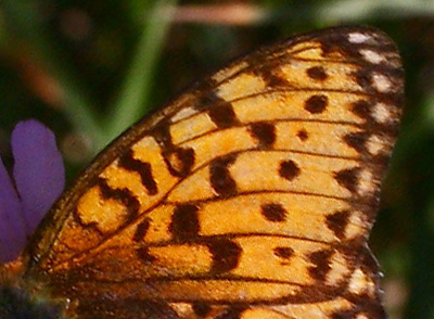 Markperlemorsommerfugl,  Argynnis aglaja ?. Syvhje, Melby d. 15 juli 2006. Fotograf: Lars Andersen