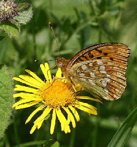 Skovperlemorsommerfugl, Argynnis adippe. Holmegrds mose, Sydsjlland. 17 juli 2006. Fotograf: Lars Andersen