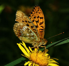 Skovperlemorsommerfugl, Argynnis adippe. Holmegrds mose, Sydsjlland. 17 juli 2006. Fotograf: Lars Andersen