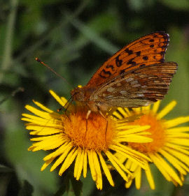 Skovperlemorsommerfugl, Argynnis adippe. Holmegrds mose, Sydsjlland. 17 juli 2006. Fotograf: Troells Melgaard