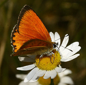 Dukatsommerfugl, Lycaena virgaureae han. Syvhøje, Melby d. 15 juli 2006. Fotograf: Lars Andersen