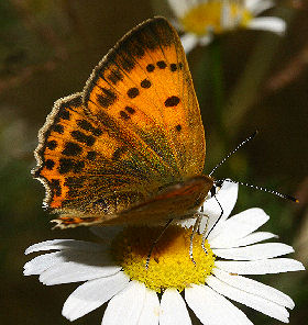 Dukatsommerfugl, Lycaena virgaureae hun. Syvhøje, Melby d. 15 juli 2006. Fotograf: Lars Andersen
