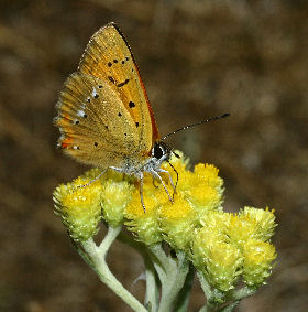 Dukatsommerfugl, Lycaena virgaureae han. Syvhøje, Melby d. 15 juli 2006. Fotograf: Lars Andersen