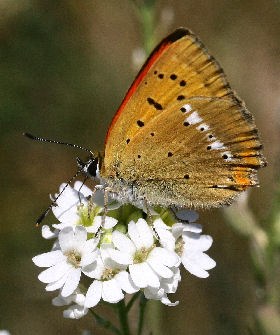 Dukatsommerfugl, Lycaena virgaureae han. Syvhøje, Melby d. 15 juli 2006. Fotograf: Lars Andersen