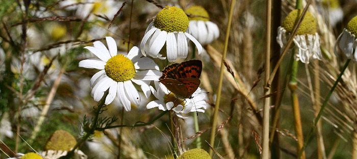 Dukatsommerfugl, Lycaena virgaureae hun. Syvhøje, Melby d. 15 juli 2006. Fotograf: Lars Andersen