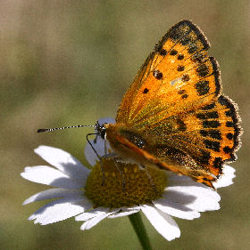Dukatsommerfugl, Lycaena virgaureae hun. Syvhøje, Melby d. 15 juli 2006. Fotograf: Lars Andersen