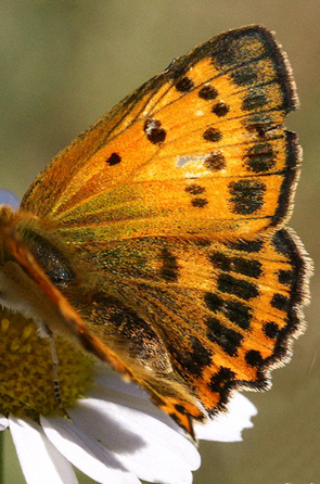 Dukatsommerfugl, Lycaena virgaureae hun. Syvhøje, Melby d. 15 juli 2006. Fotograf: Lars Andersen