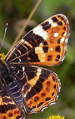 Nldesommerfugl,Arschina levana form: porina. Rands Fjord, Fredericia. d. 1 august 2006. Fotograf: Bent Carstensen
