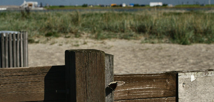 Srgekbe p trk. Amager strandpark, Amager. 10 september - 2006. Fotograf: Lars Andersen