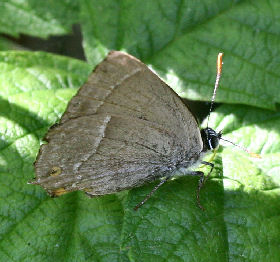 Blhale, Quercusia quercus. Kongelunden.  6 august 2006. Fotograf: Lars Andersen