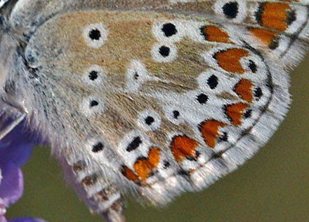 Rødplettet Blåfugl, Aricia agestis. Marielyst, Falster. d. 12 juni 2006. Fotograf: Lars Andersen