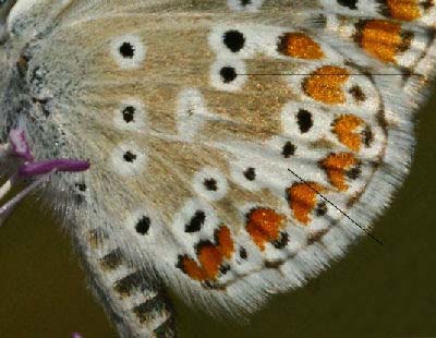 Rdplettet Blfugl, Aricia agestis. Marielyst, Falster. d. 12 juni 2006. Fotograf: Lars Andersen