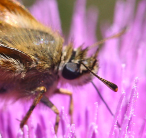 Skråstregbredpande, Thymelicus sylvestris hun. Sønderho, Fanø d. 12 juli 2006. Fotograf: Lars Andersen