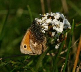 Okkergul randje, Coenonympha pamphilus. Sydvestpynten, Amager d. 16 september 2006. Fotograf: Lars Andersen