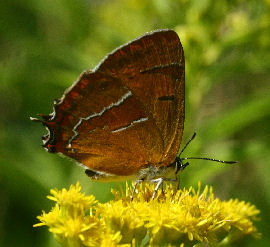 Gulhale, Thecla betulae hun på gyldenris. Græse Bakkeby, Frederiksund d. 19 august 2006. Fotograf: Lars Andersen