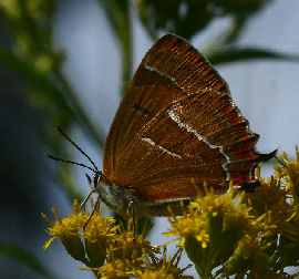 Gulhale, Thecla betulae hun på gyldenris. Græse Bakkeby, Frederiksund d. 19 august 2006. Fotograf: Lars Andersen